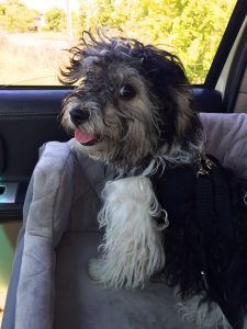 Havanese Puppy in Car Seat and Harness
