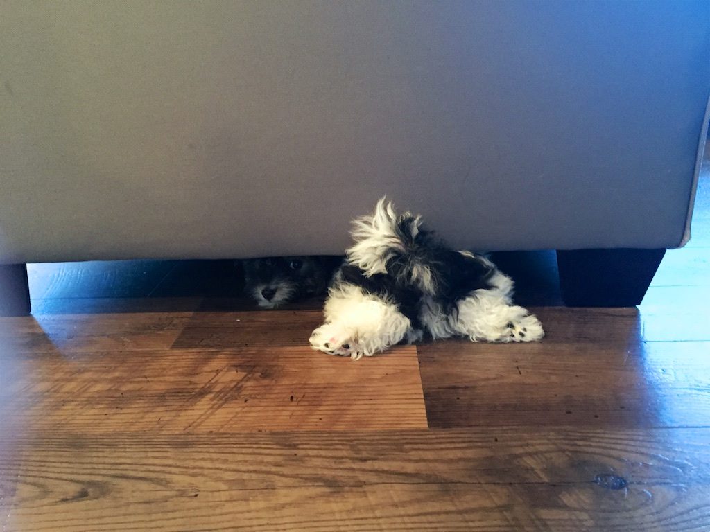 Havanese Puppy Hiding Under Couch