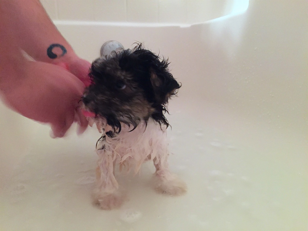 Havanese Puppy Taking a Bath