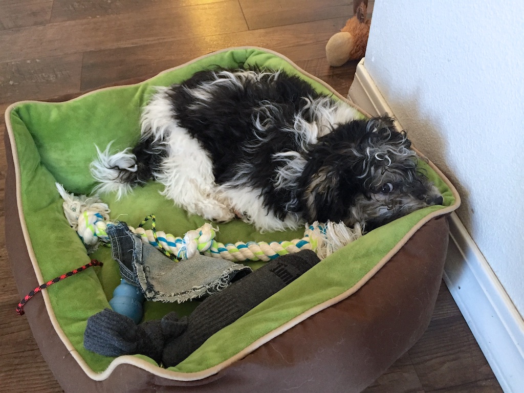 Havanese Puppy in a Dog Bed with Toys