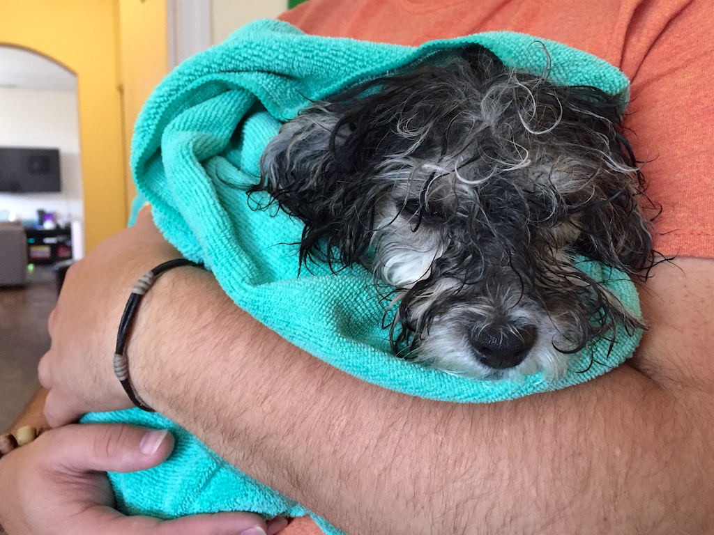 Havanese Puppy in a Bath Towel