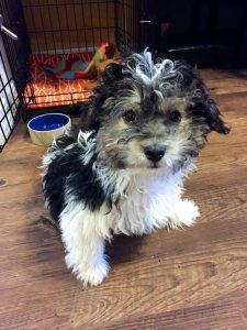 Havanese Puppy in front of crate