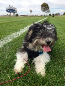Havanese Puppy on a 30-foot Paracord Lead